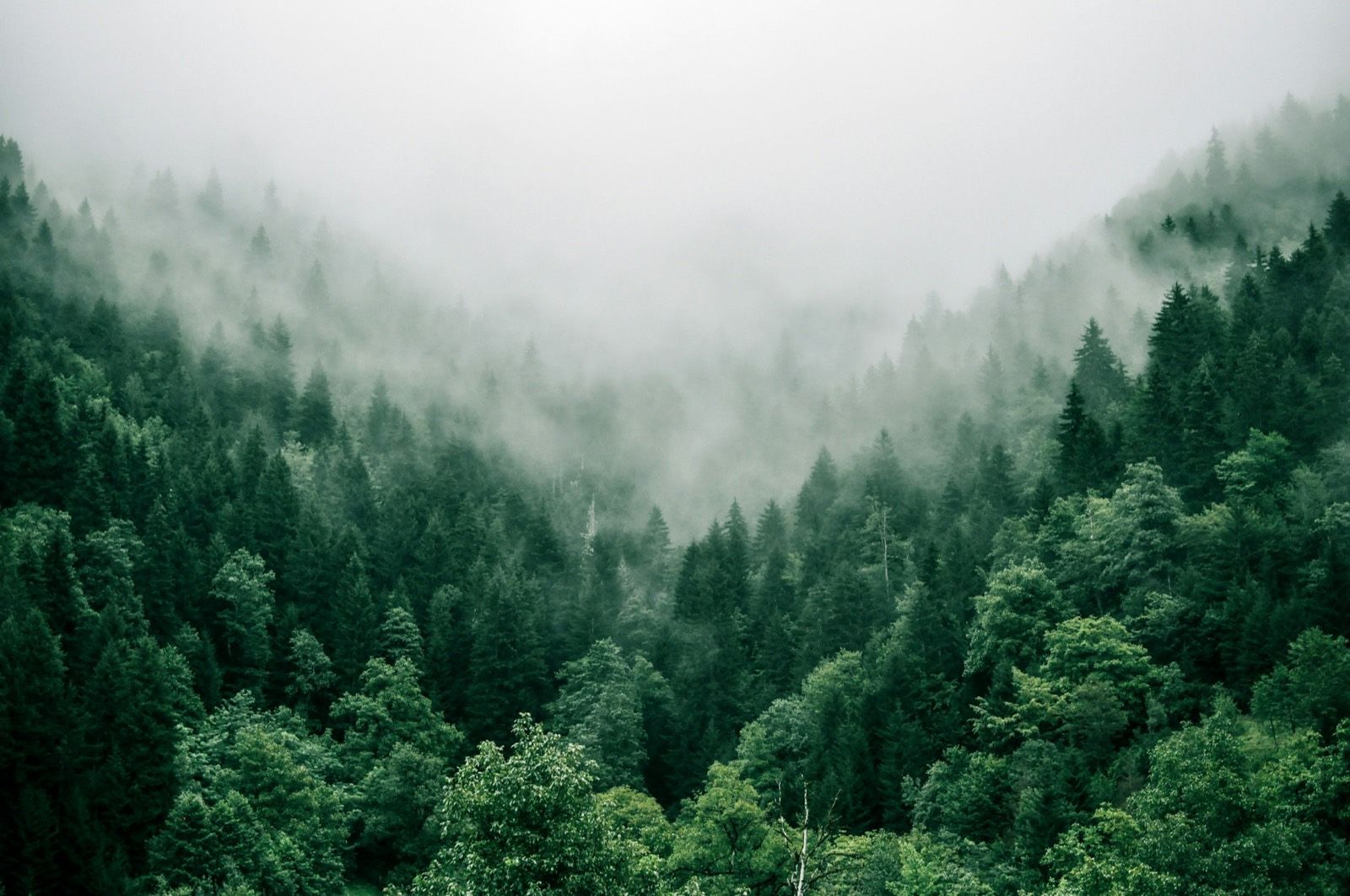 Sentiero tra alberi alti illuminato dalla luce naturale